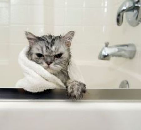 Picture for category Cat Wellness