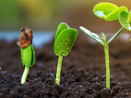 Picture for category Plants & Seeds