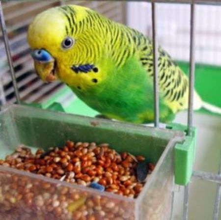 Picture for category Birds & Fish